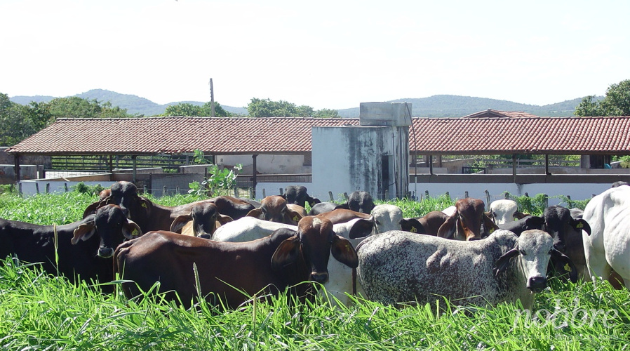 Fazenda para venda no Ceará, Morada Nova